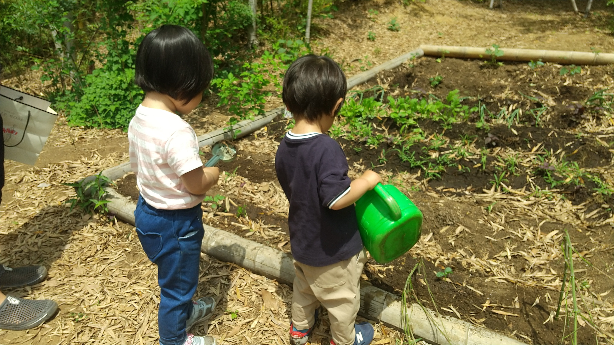 畑の植物に水をやる子どもたち