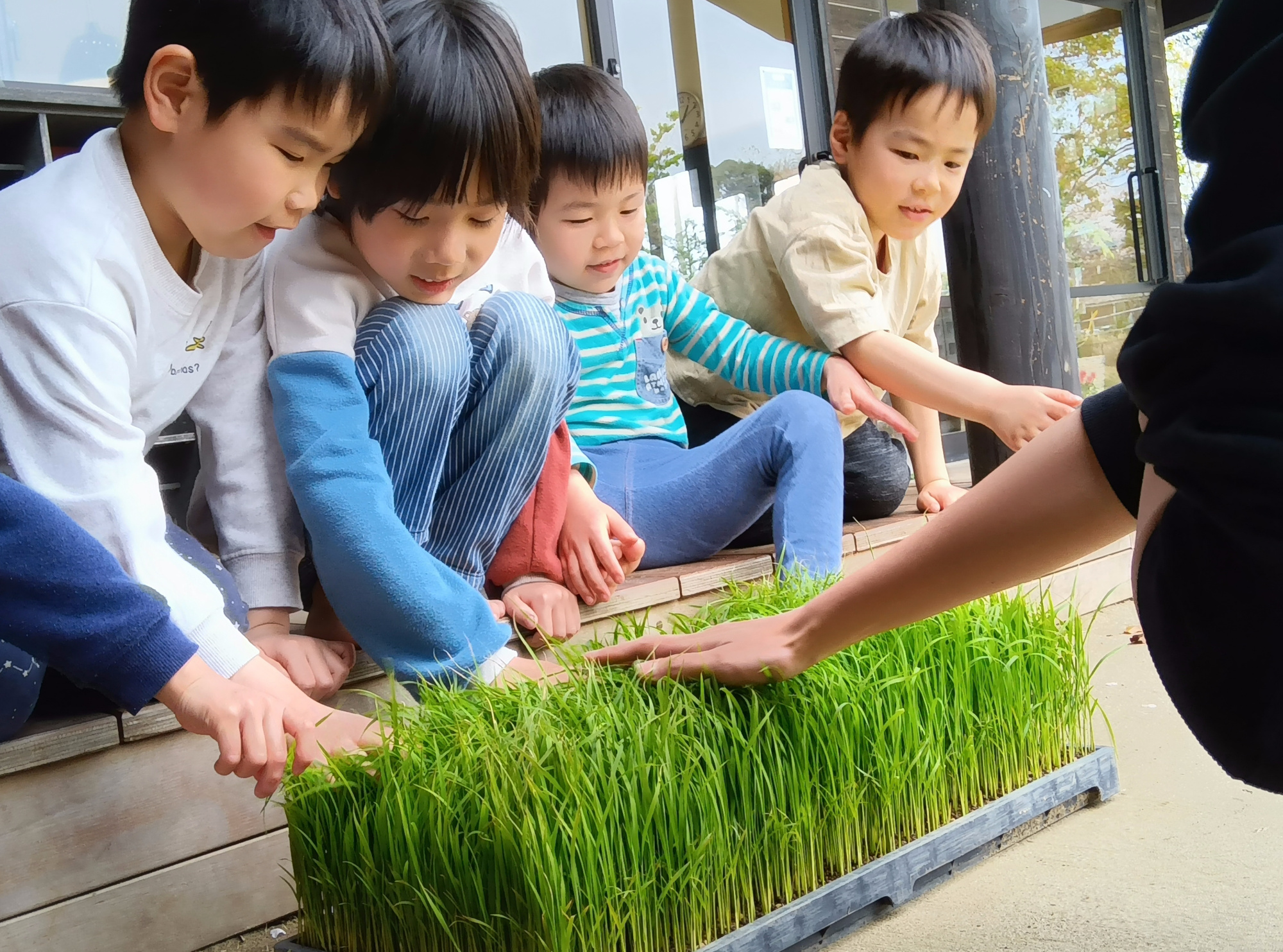 田植え用の稲に触れる子どもたち
