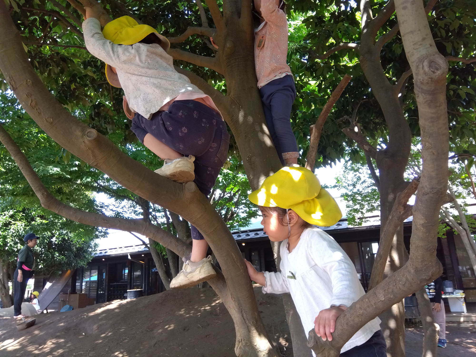 園庭で木登りをする子どもたち