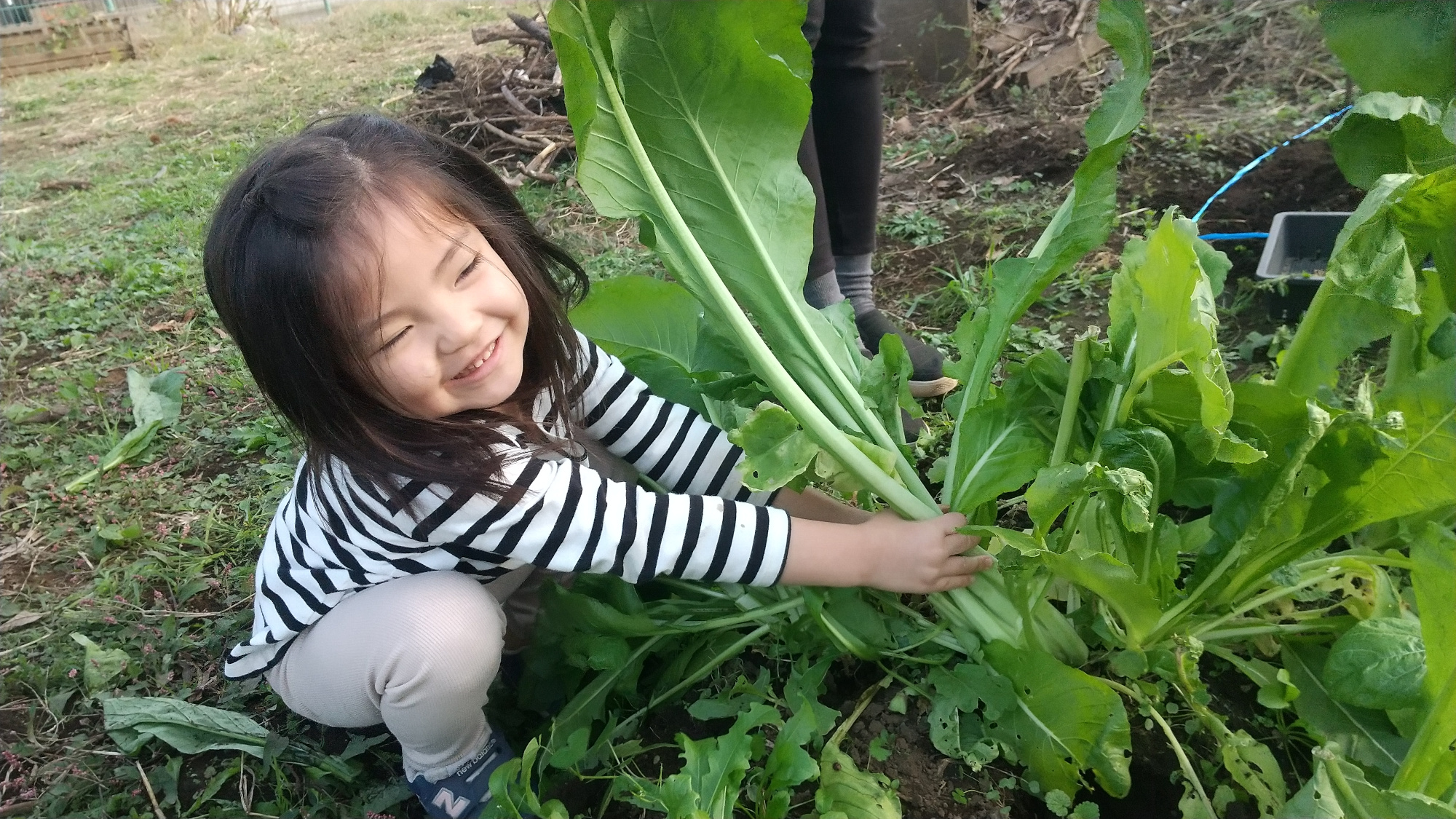 野菜を収穫する子どもの様子