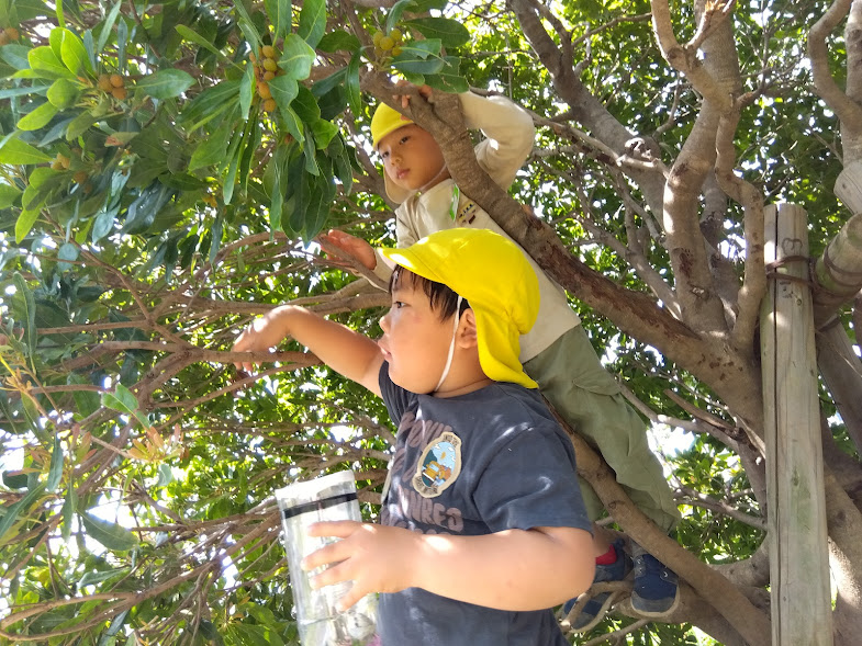 木登りをして虫を捕まえる子どもたち
