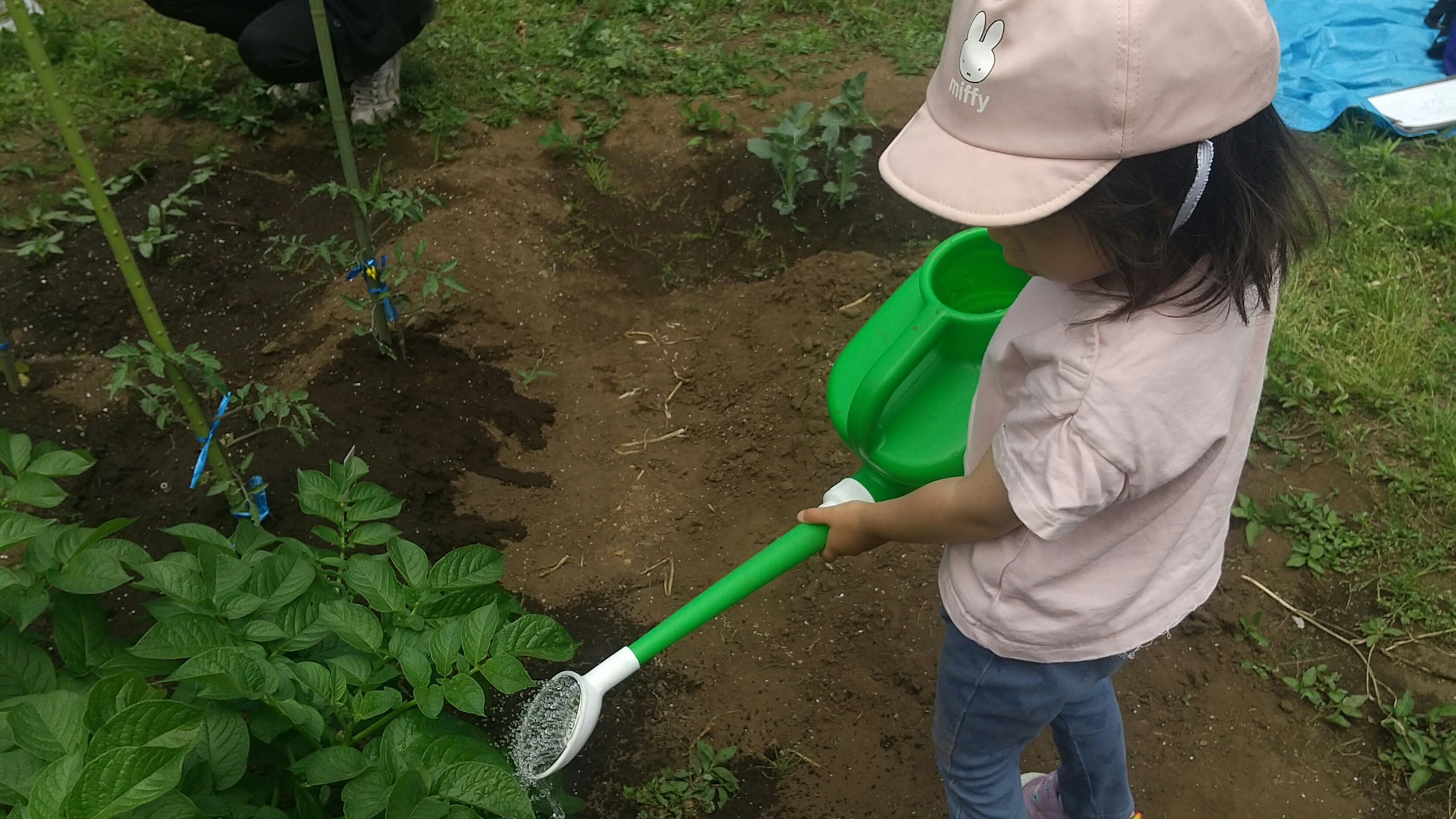 じょうろで水をやる子どもの様子