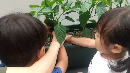 植物に触れる子どもたち