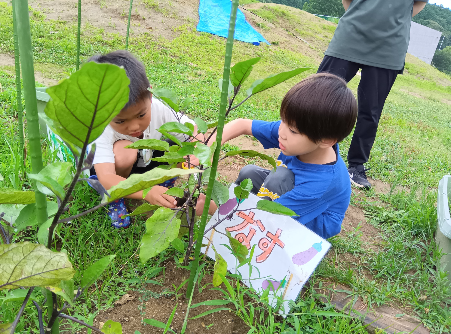 畑でナスの収穫をする子どもたち