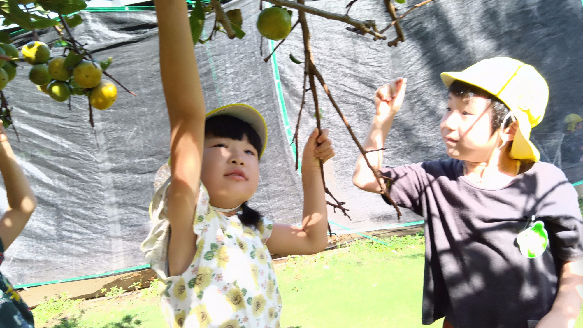 柿を収穫する子どもたちの様子