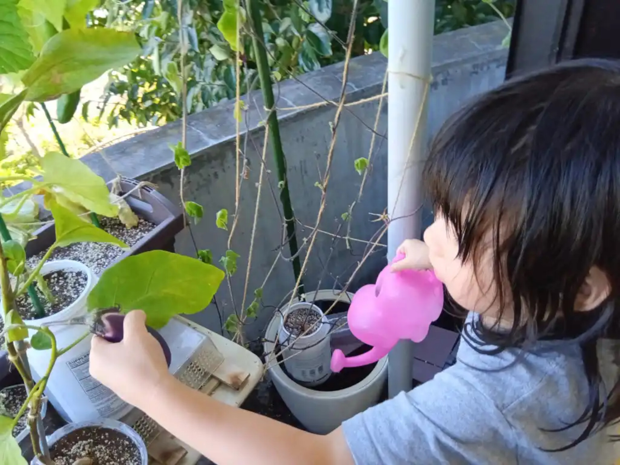 ベランダで育てた茄子を収穫する様子