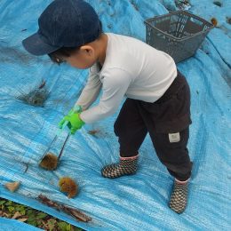 発達支援つむぎ 吉祥寺「秋の味覚を収穫する仕事体験」