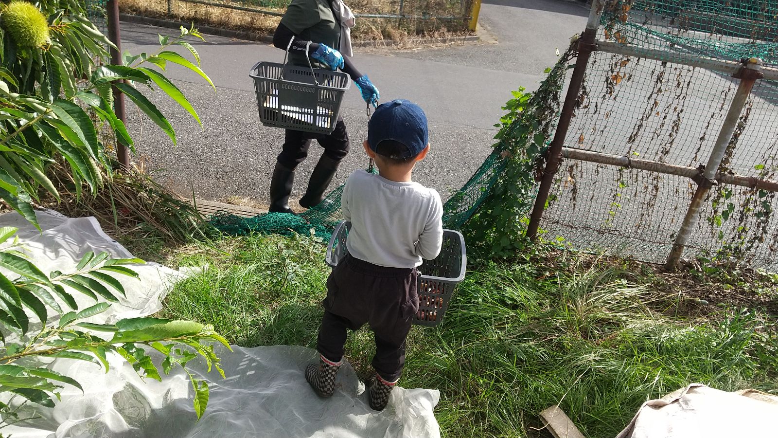 栗を入れたかごを運ぶ様子