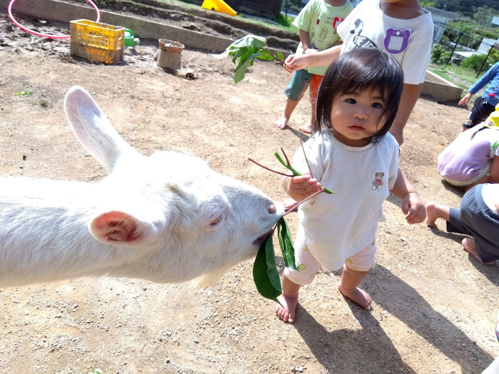 ヤギのエリーに餌をあげる子どもたち