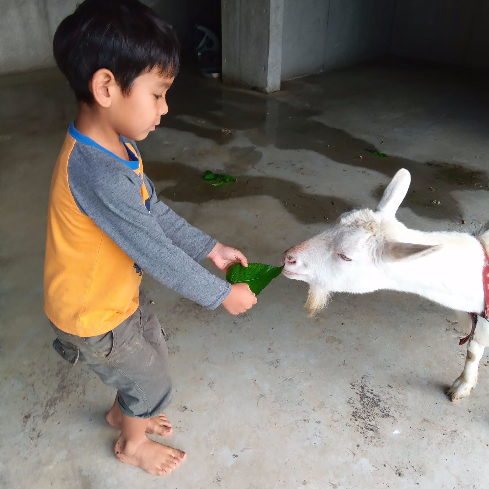 ヤギのエリーに葉っぱを与える子どもの様子