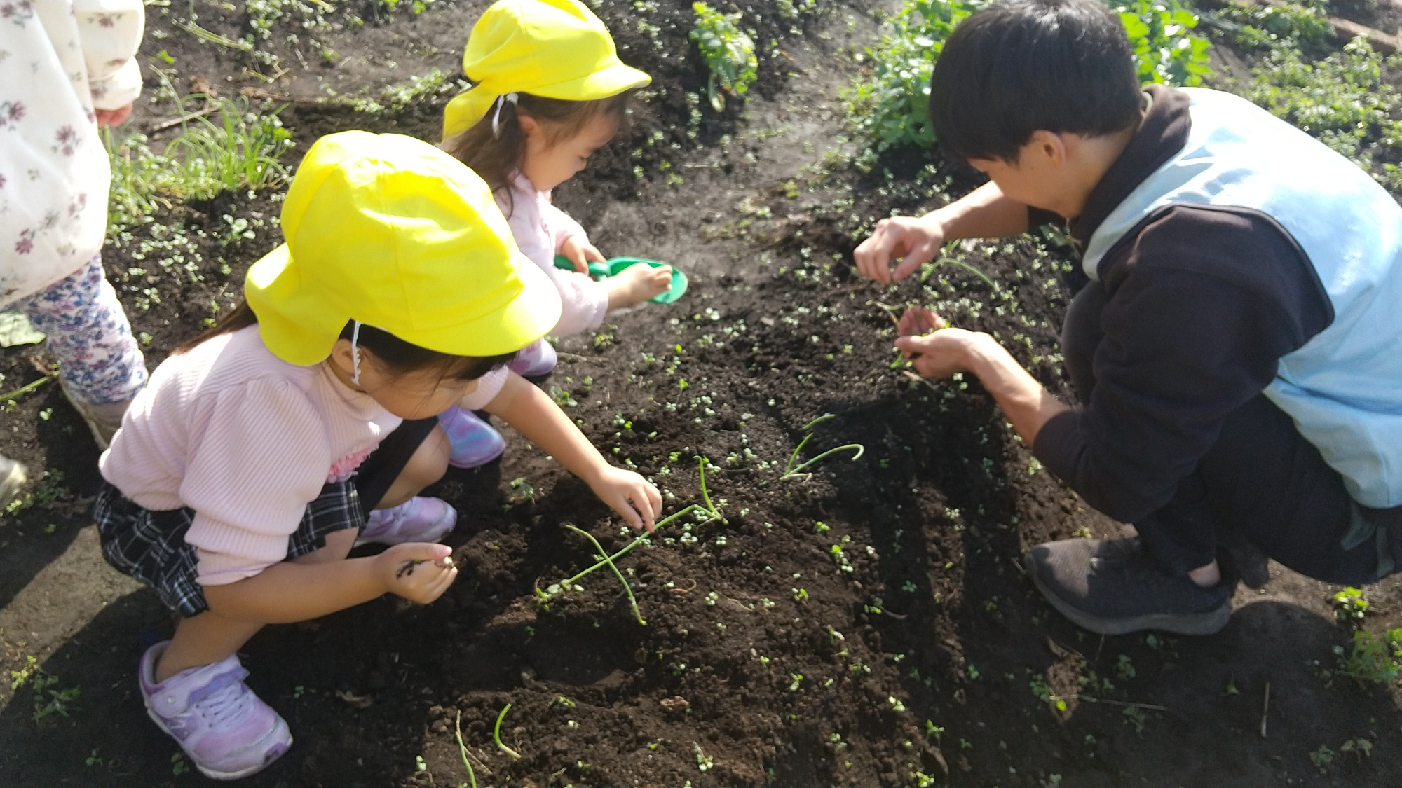 大根の苗を植え