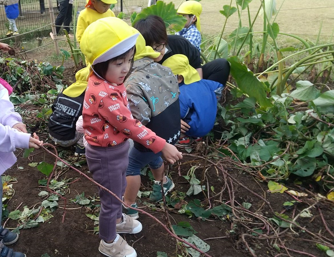 さつまいものつるを引っ張る子どもたち