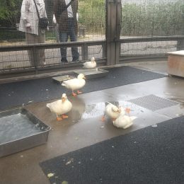 発達支援つむぎ 吉祥寺「自然と命の関わり～水生物園での活動を通じて～」