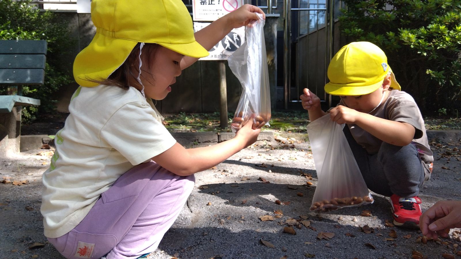 どんぐりを集める子どもたち