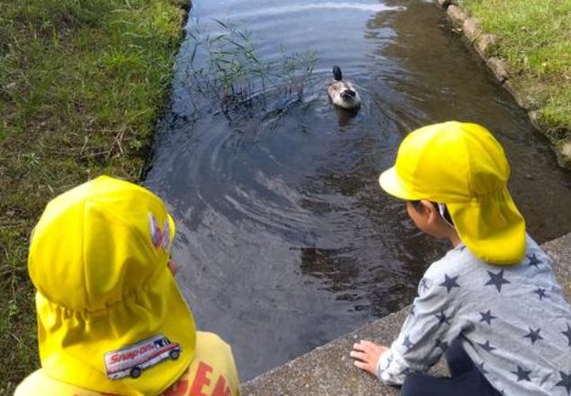 小川を泳ぐ鴨を観察する子どもたち