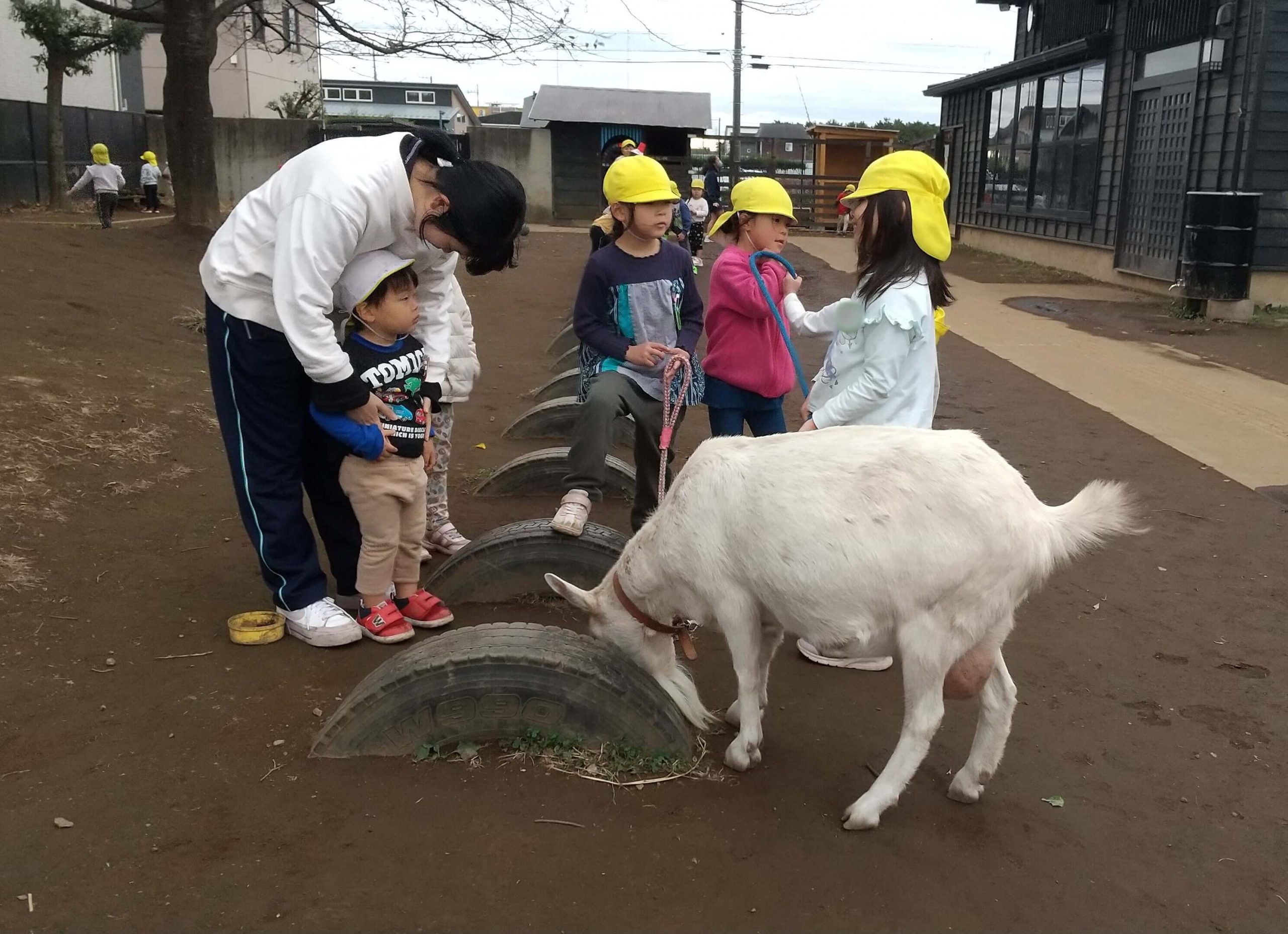 ヤギも共に過ごしています