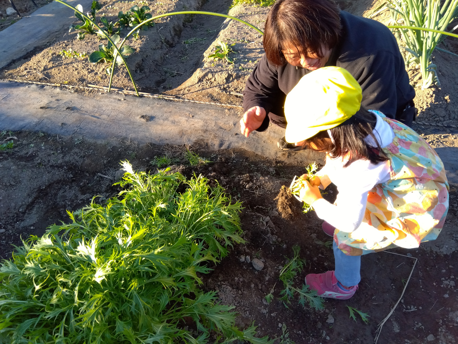 水菜を収穫する子ども