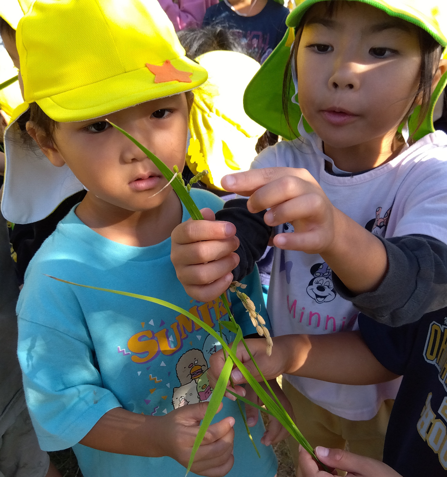 緑の稲穂を指差す子ども