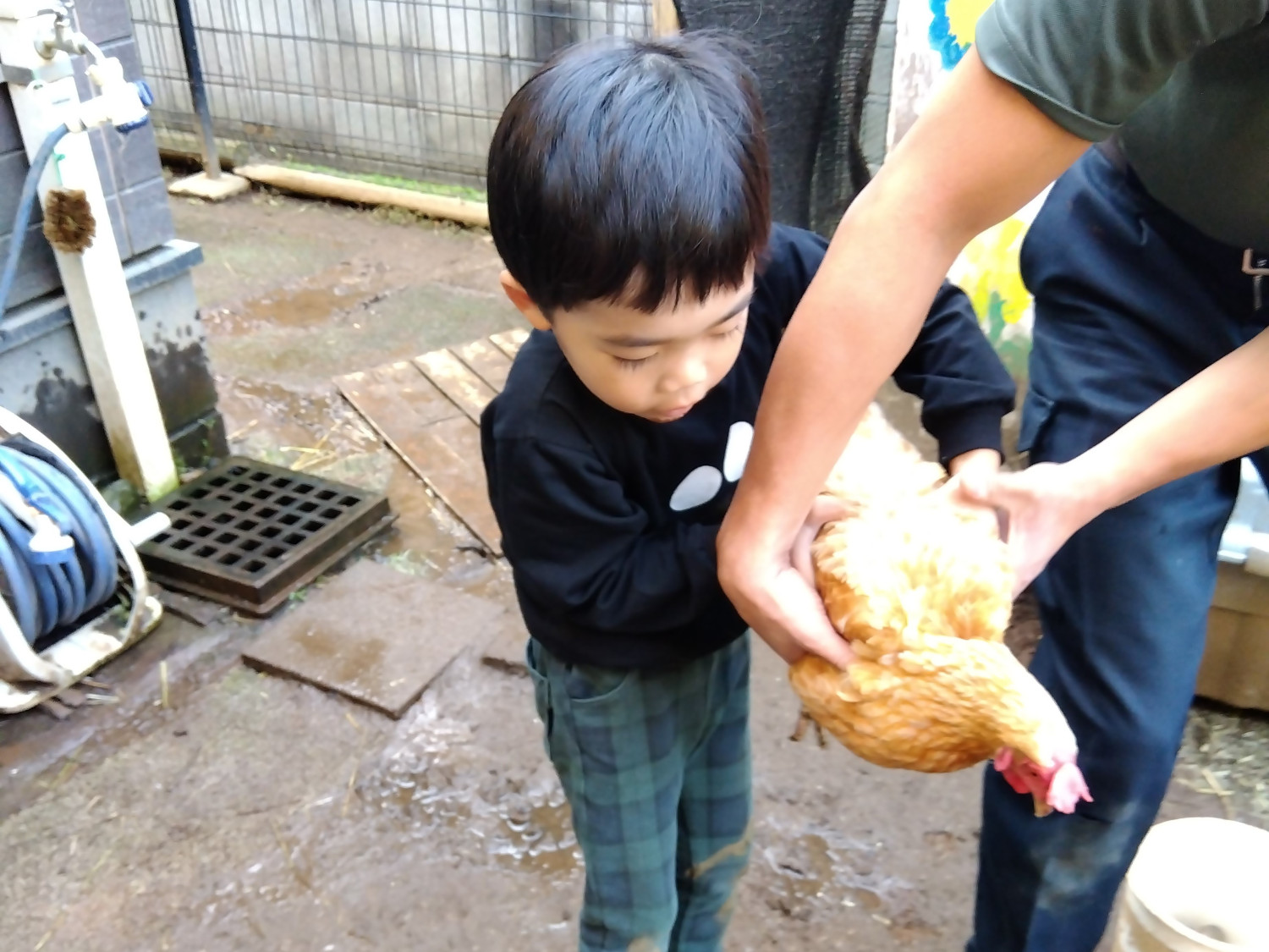 鶏を抱き上げる子ども