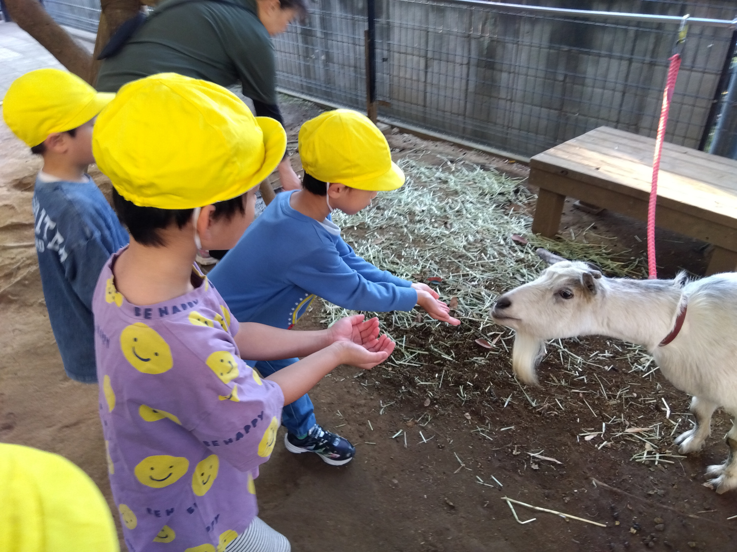 ヤギに餌をあげる子どもたち