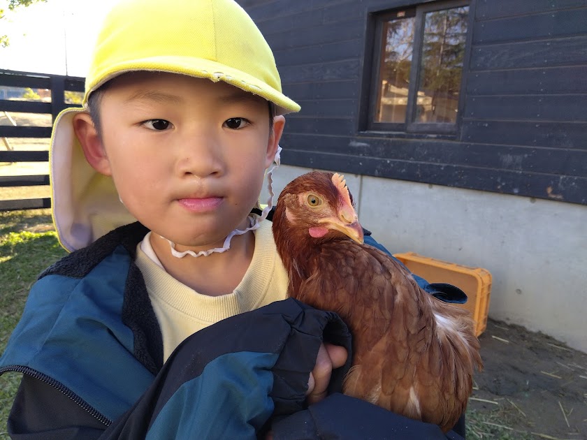 鶏と子ども