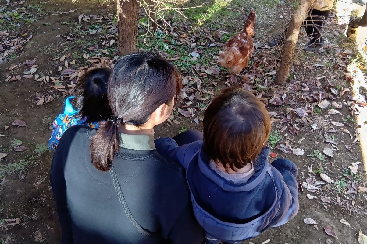 鶏を観察する子どもたち