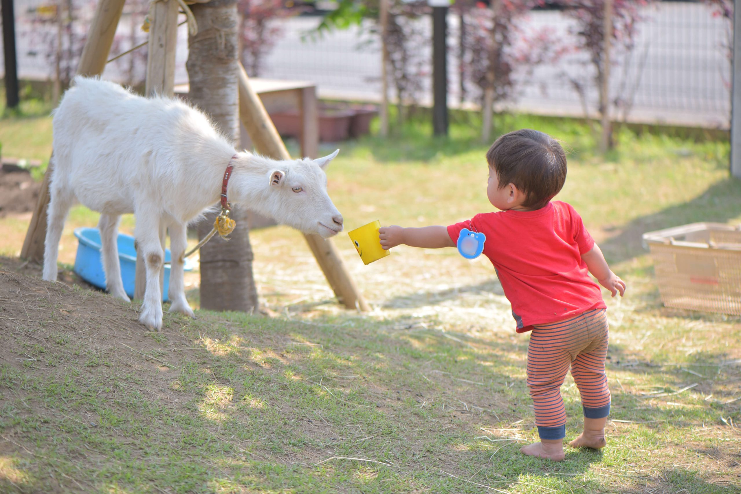 ヤギとのふれあい