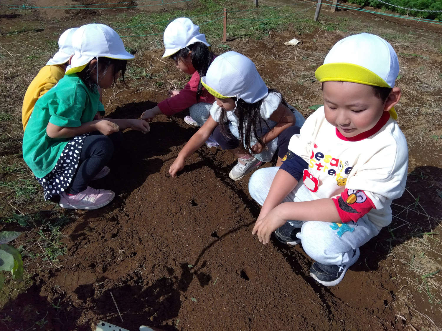 畑に野菜の種を植える子どもたち