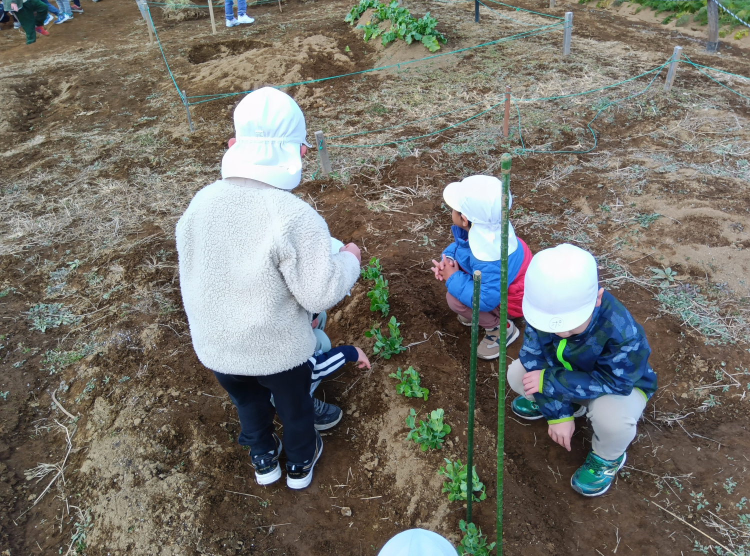 畑の様子を見守る子どもたち