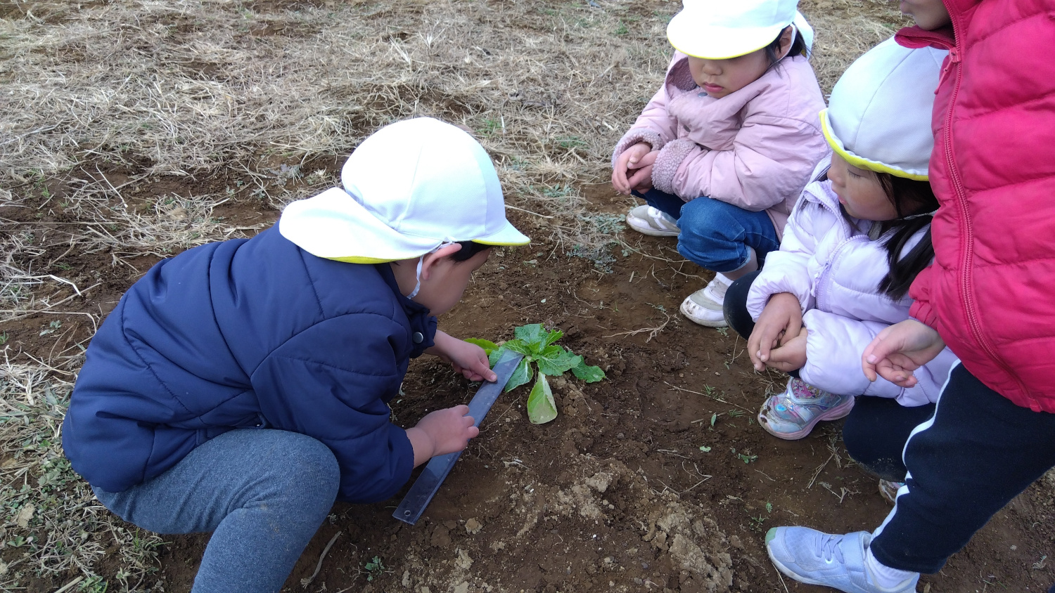 畑で育った野菜の葉の大きさを測る子どもたち