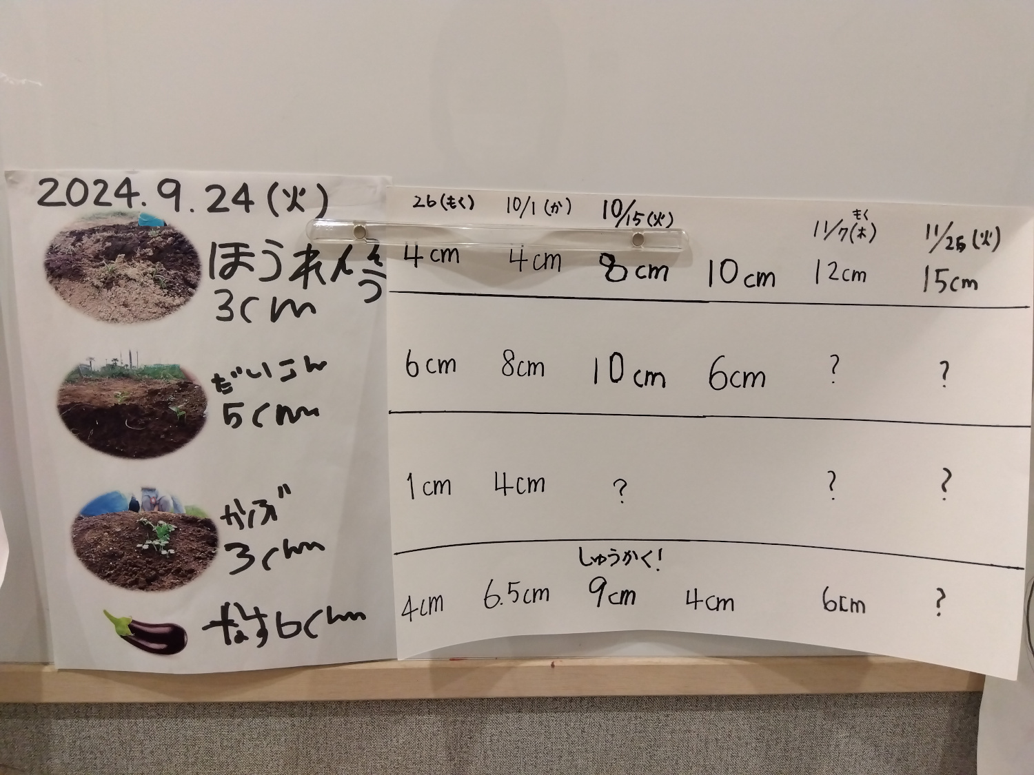 野菜の成長記録