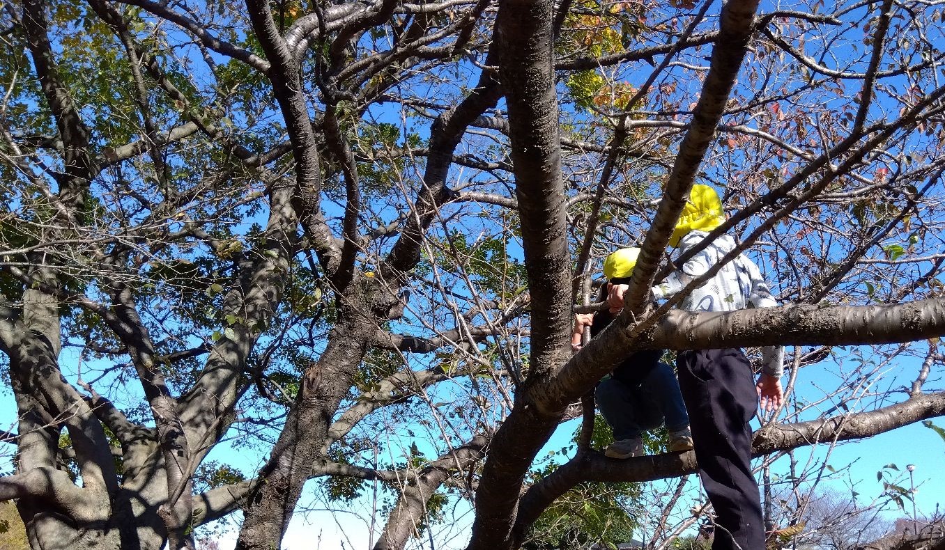 木登りをする子どもたち