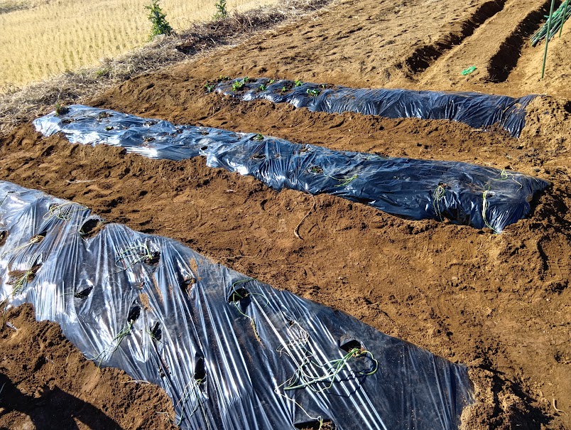 畑仕事に取り組む子どもたちの様子