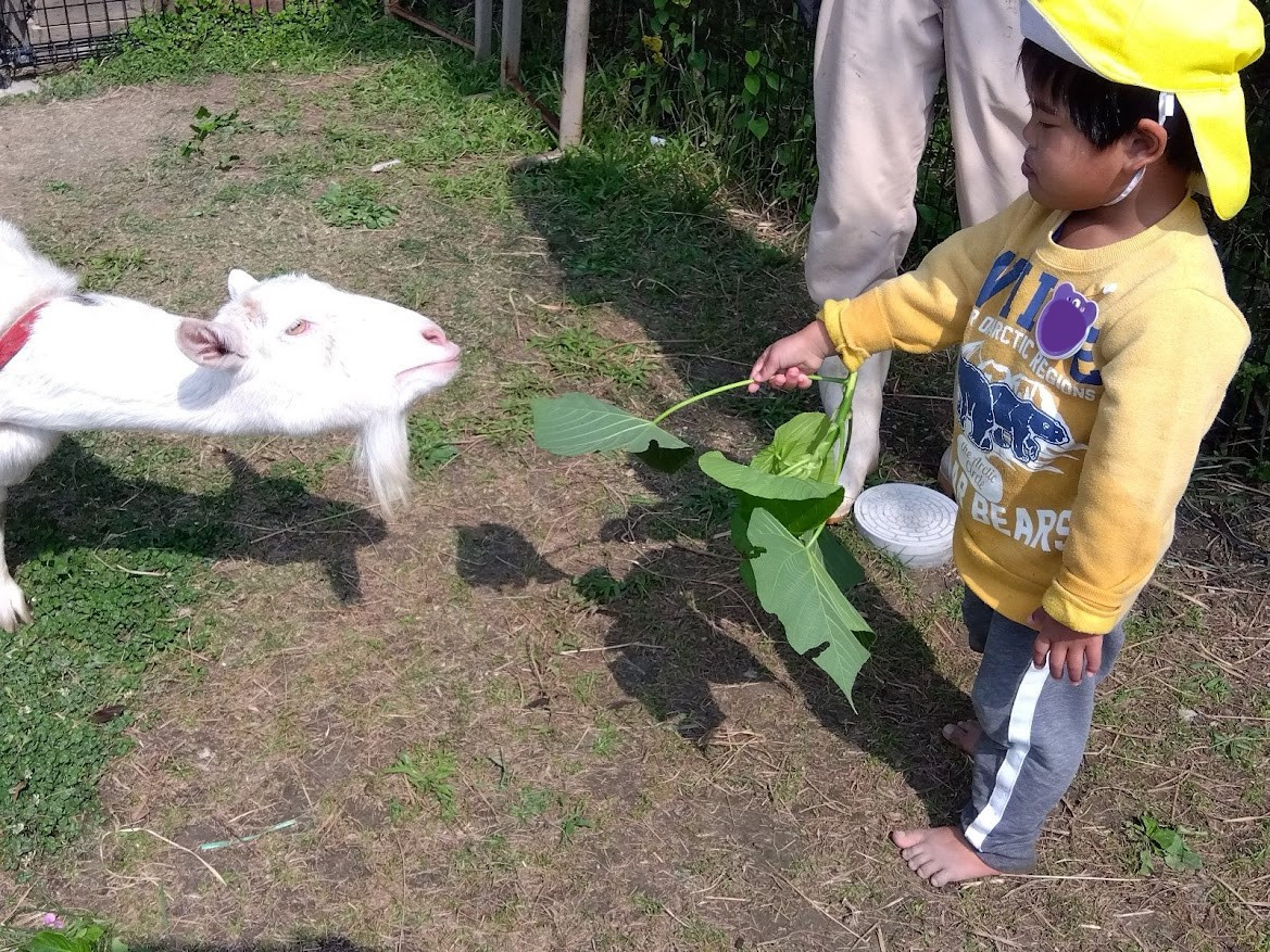 ヤギとの触れ合いの様子