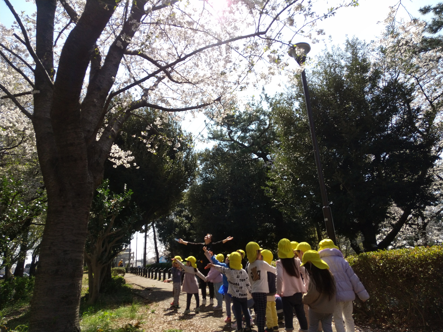 舞い散る桜の花びらを浴びる子どもたち